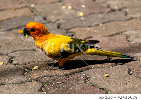 Conure Conure 42436678