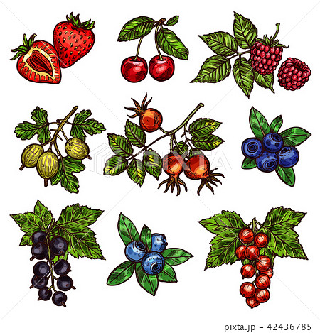 Fresh garden and wild berry fruits Fresh garden and wild berry fruits 42436785