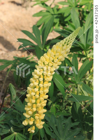 ルピナスの花 42437165