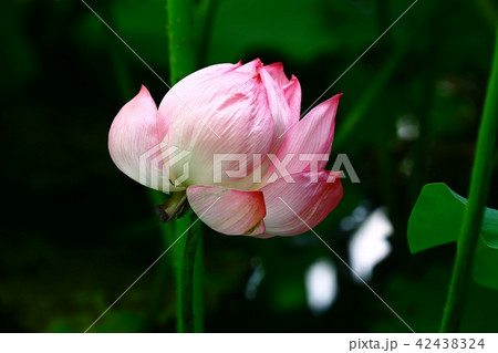 蓮花 蓮花 42438324