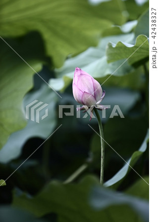 蓮花 蓮花 42438327