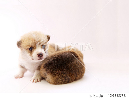 コーギー 子犬の写真素材