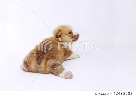 コーギー　子犬 42438502