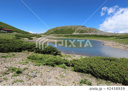 乗鞍岳　畳平の夏 42438939