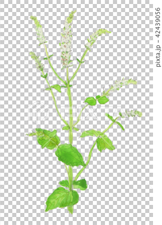 薄荷suaveolens蘋果薄荷 薄荷suaveolens蘋果薄荷 42439056