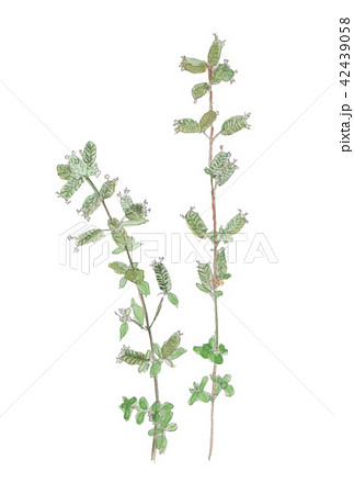 Origanum majorana　スイートマジョラム 42439058
