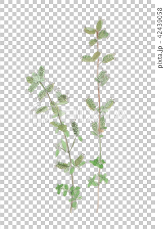 Origanum majorana　スイートマジョラム 42439058