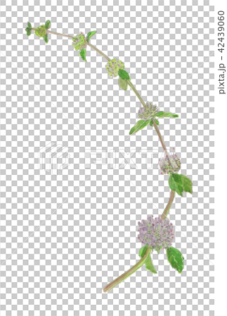 Mentha pulegium penny royal mint 42439060