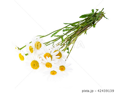 Bunch of white fresh chamomiles Bunch of white fresh chamomiles 42439139