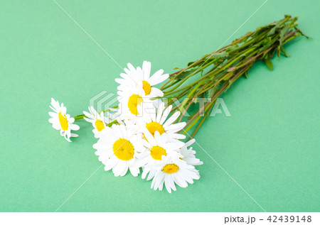 Bunch of white fresh chamomiles 42439148