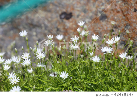 乗鞍岳　畳平の夏 42439247