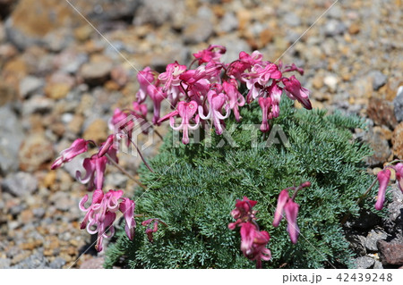 乗鞍岳 畳平の夏 乗鞍岳 畳平の夏 42439248