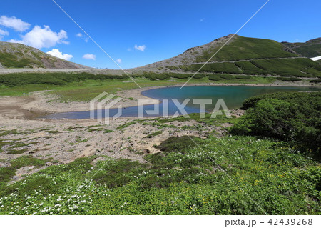 乗鞍岳　畳平の夏 42439268