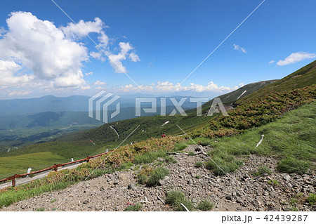 乗鞍岳　畳平の夏 42439287
