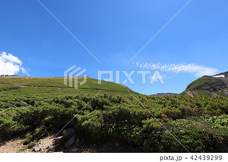 乗鞍岳　畳平の夏 42439299
