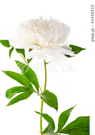 White blooming peony isolated on white background White blooming peony isolated on white background 42439315