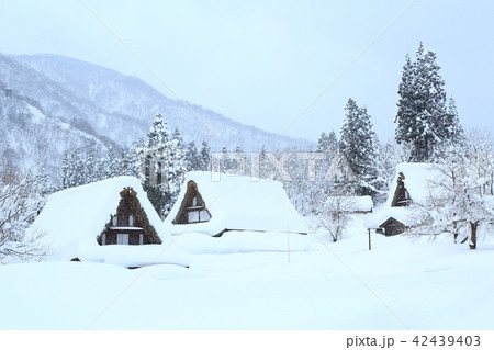 世界遺産　相倉合掌造り集落　雪景色 42439403