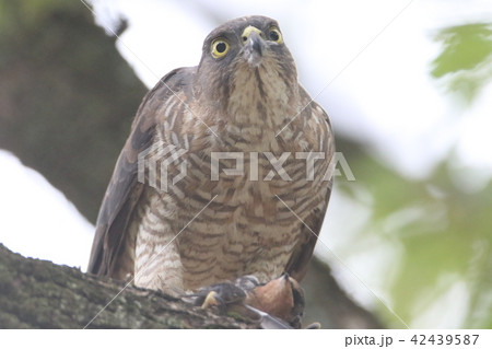 ツミの雌 ツミの雌 42439587