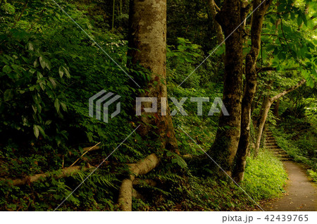 緑の奥多摩 42439765