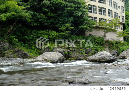 緑の奥多摩 42439886