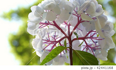 アジサイ　花の下から 42441168