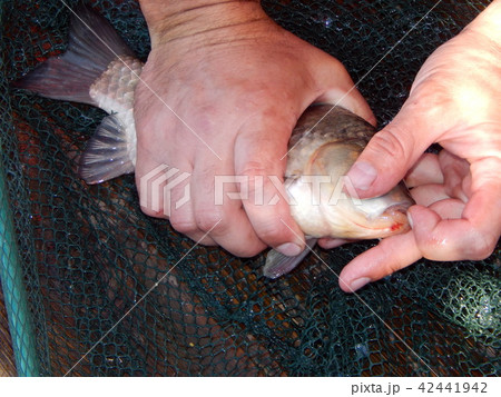 Fishing tackles for fishing rods, floats, nets 42441942