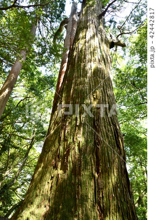 熊野古道 野中の一方杉 熊野古道 野中の一方杉 42442817