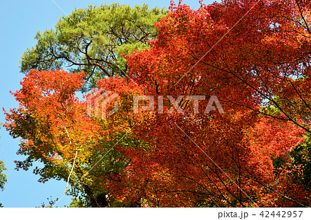 お寺の紅葉、黄葉 42442957