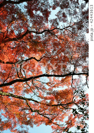 真っ赤な紅葉 42443613