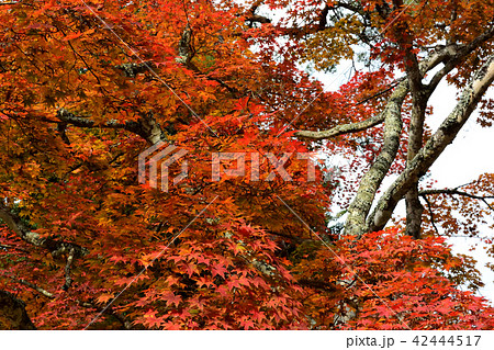 色づく公園、フウの紅葉 色づく公園、フウの紅葉 42444517