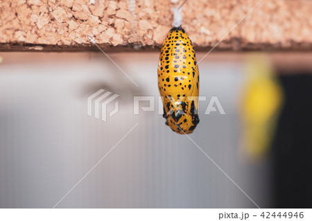 Hanging cocoons and larvae 42444946