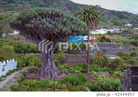 Famous Dragon Tree Drago Milenario 42444957