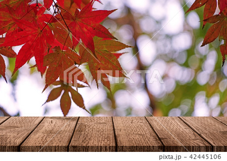 秋 落葉 紅葉 42445106