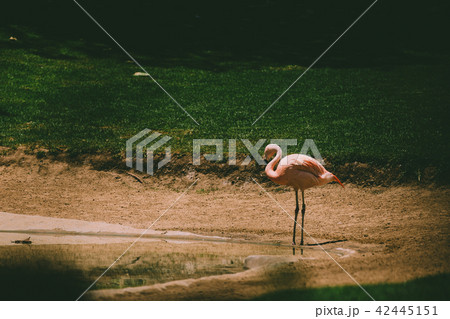 Flamingos birds in zoo park stand on grass. 42445151