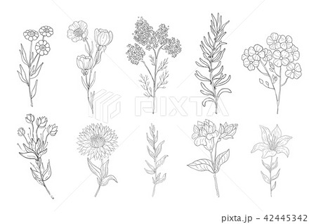 Hand drawn medical herbs, line drawing plants, floral background 42445342