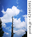 杉　青空　雲 42445491