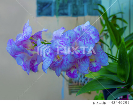 beautiful purple orchid flowers. 42446295