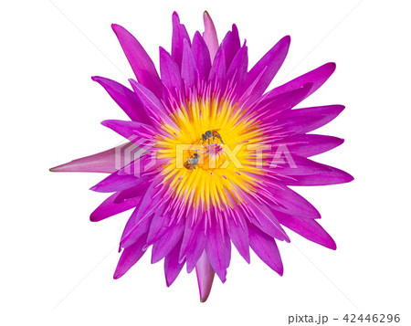 The pink lotus. (clipping path) 42446296