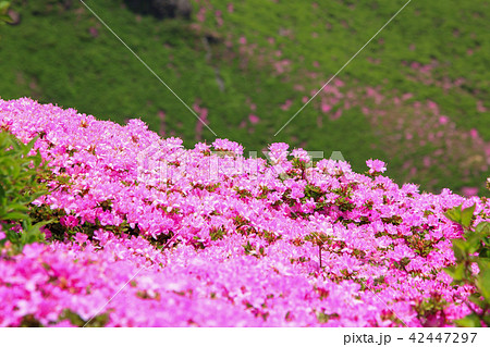 ミヤマキリシマ咲く九重連山・中岳 42447297