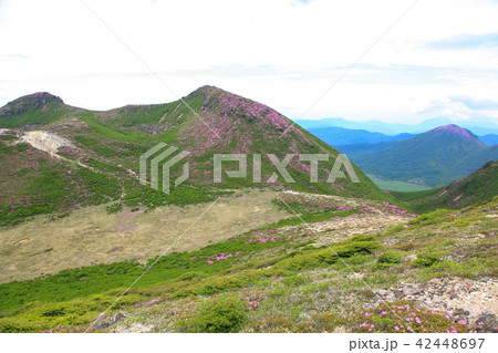 ミヤマキリシマ咲く九重連山・稲星山 42448697