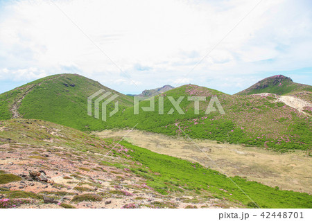 ミヤマキリシマ咲く九重連山・稲星山 42448701