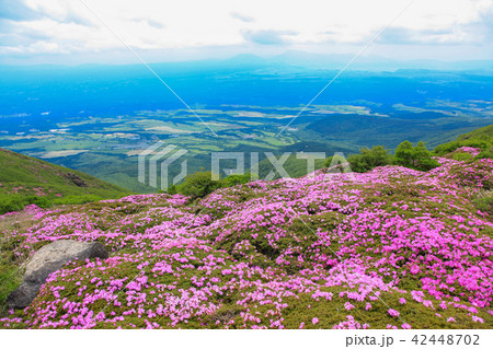 ミヤマキリシマ咲く九重連山・稲星山 ミヤマキリシマ咲く九重連山・稲星山 42448702