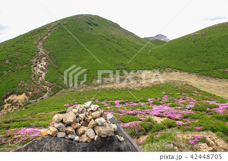 ミヤマキリシマ咲く九重連山・稲星山 ミヤマキリシマ咲く九重連山・稲星山 42448705