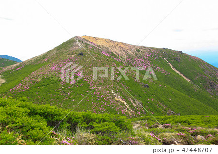 ミヤマキリシマ咲く九重連山・久住山 ミヤマキリシマ咲く九重連山・久住山 42448707