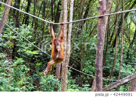 野生の子供オランウータン 野生の子供オランウータン 42449091