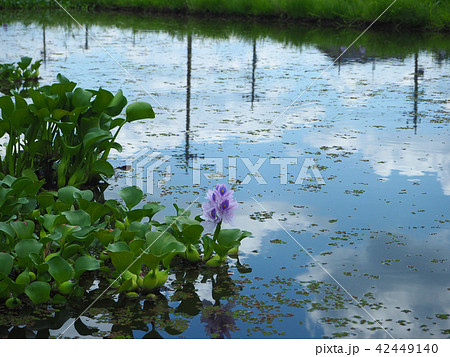 ホテイアオイ ホテイアオイ 42449140