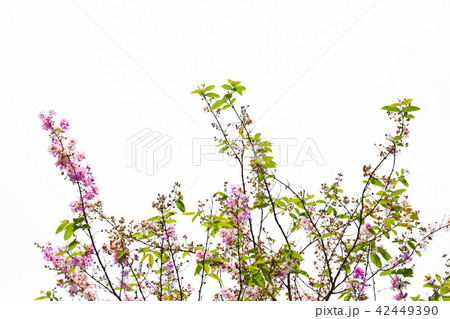 Green leave beautiful color on branch white color  42449390