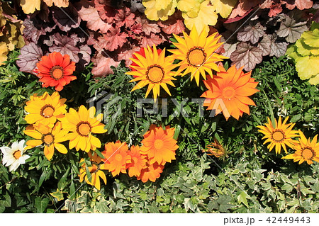 カメラ目線のガーベラ 42449443