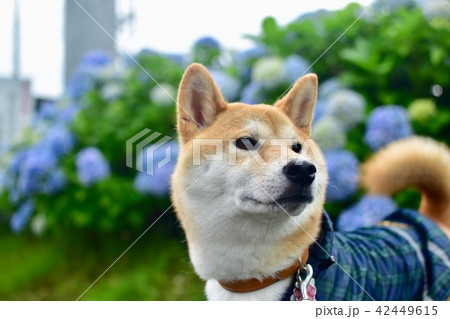 アジサイと柴犬 42449615