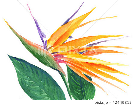 birdofparadice18726pix7 birdofparadice18726pix7 42449815